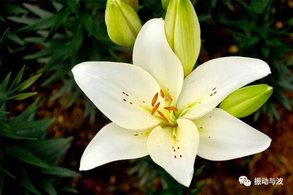 自然界中的斐波那契数列