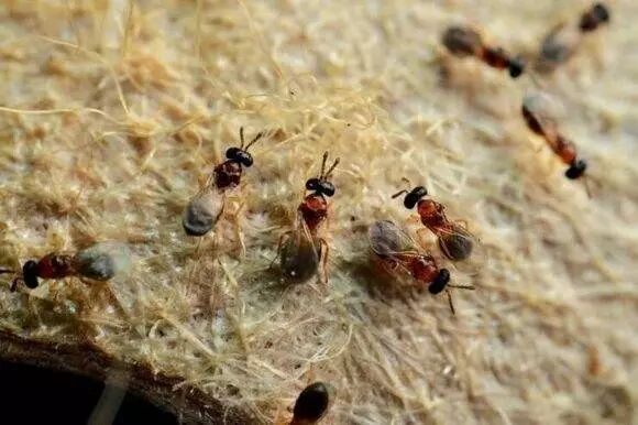 假如蜜蜂灭绝,人类只能活四年?并非耸人听闻