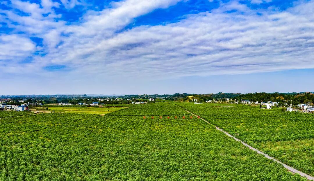 柏梓万亩柠檬基地  王华侨.jpg