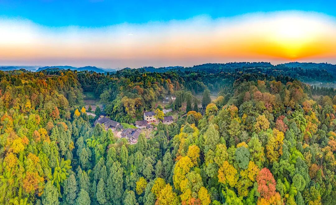 五桂镇 金丝楠木园 张斌.jpg