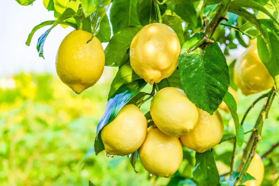 柠檬鲜果。王华侨 摄.jpg