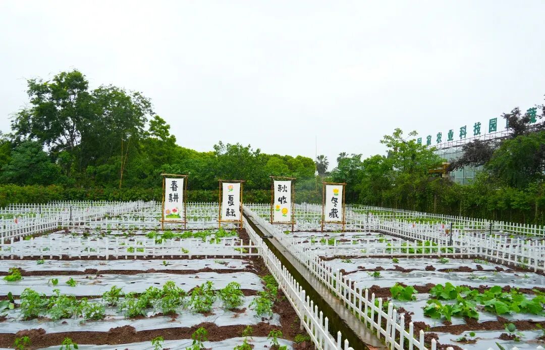 第五季菜园.jpg