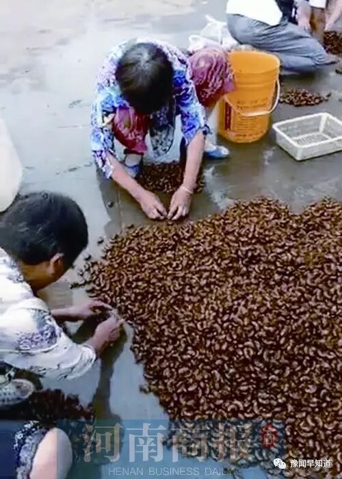 从捕捉收购再到人工养殖金蝉,有人年入20万元