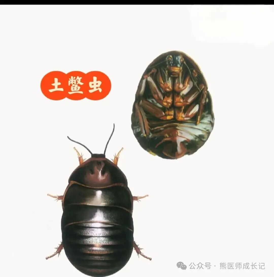 土鳖虫（土元）治杂病，朱良春经验