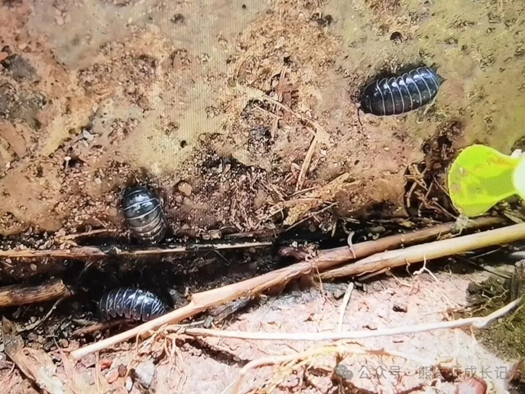鼠妇虫治杂病，朱良春的经验运用