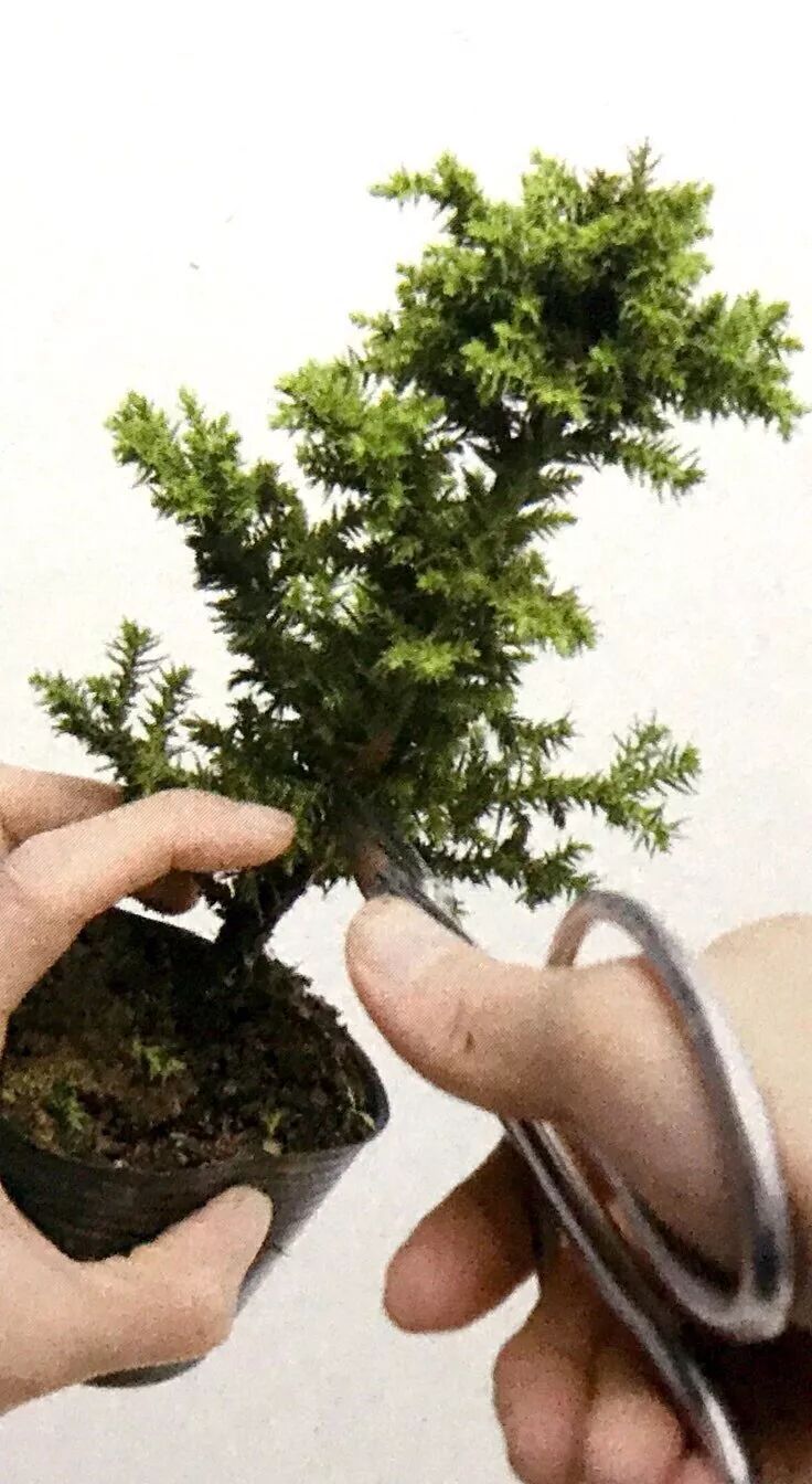 图解 制作直干型盆景的6个步骤