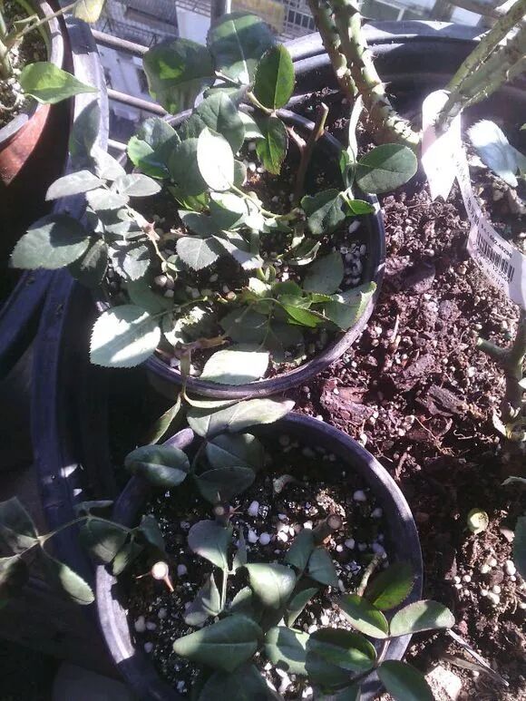 图解 微型盆景怎么修剪的3个方法