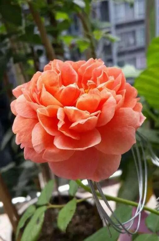 图解 微型盆景怎么修剪的3个方法