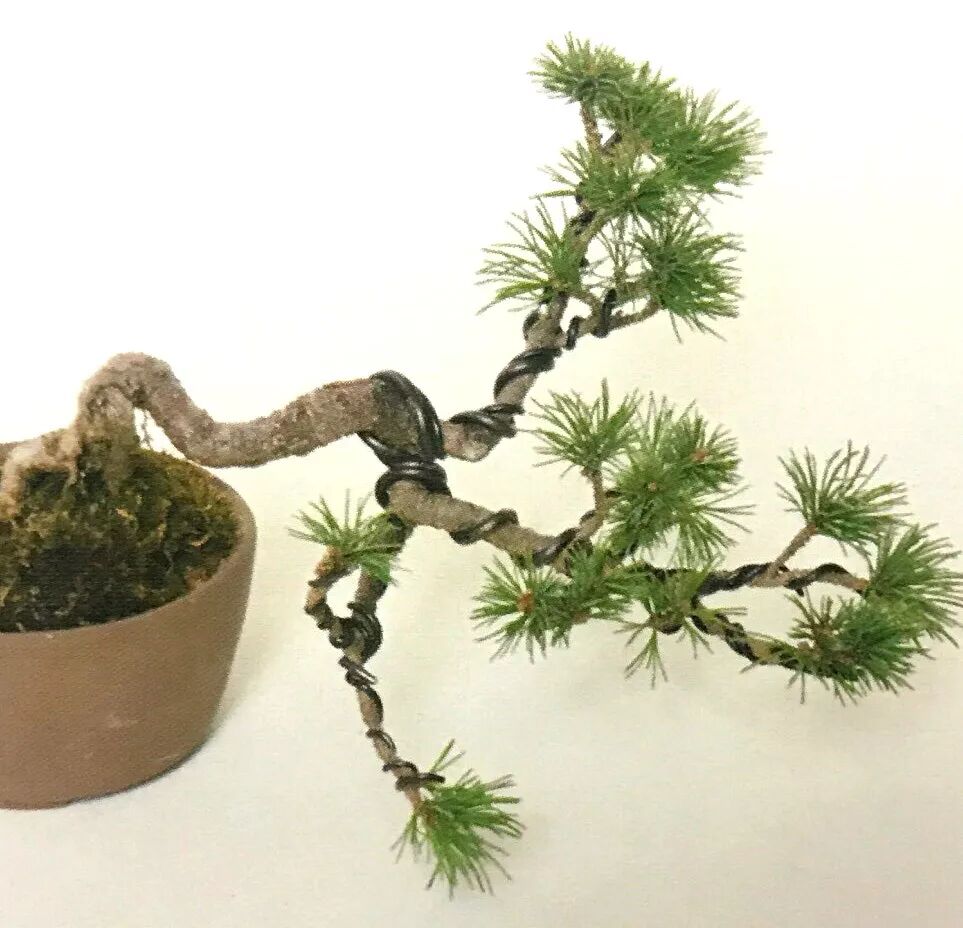 图解 怎样用金属丝制作悬崖型盆景的方法