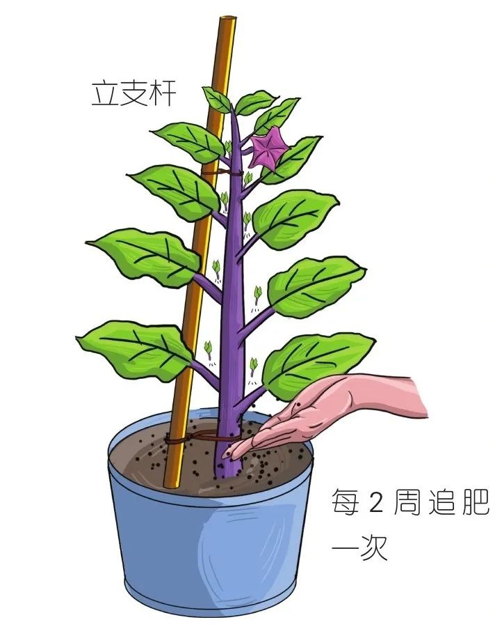 当收获茄子后 剪掉部分茄子的旧枝 新枝就会继续长出来 全网搜