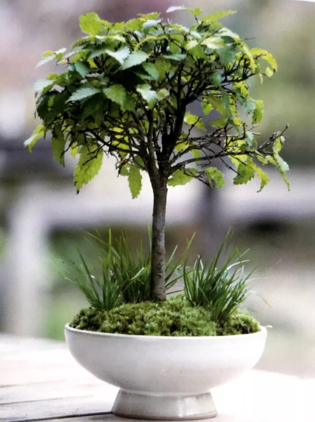 盆景新手入门之作，从直立型盆景示范案例开始！