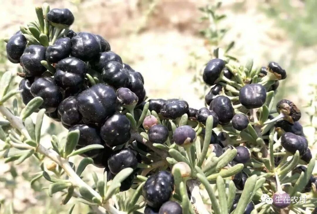 颜色发黑 却被称为 花青素之王 曾1斤千元 如今不少人砍树 全网搜