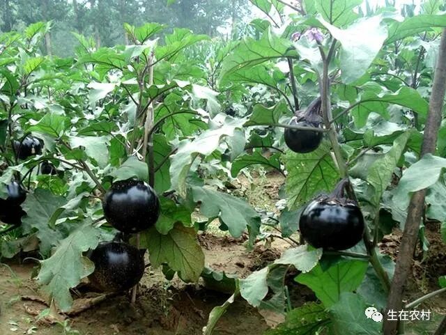 农村一种植物 来自古印度 农民爱种植却不爱吃 殊不知价值很大 全网搜