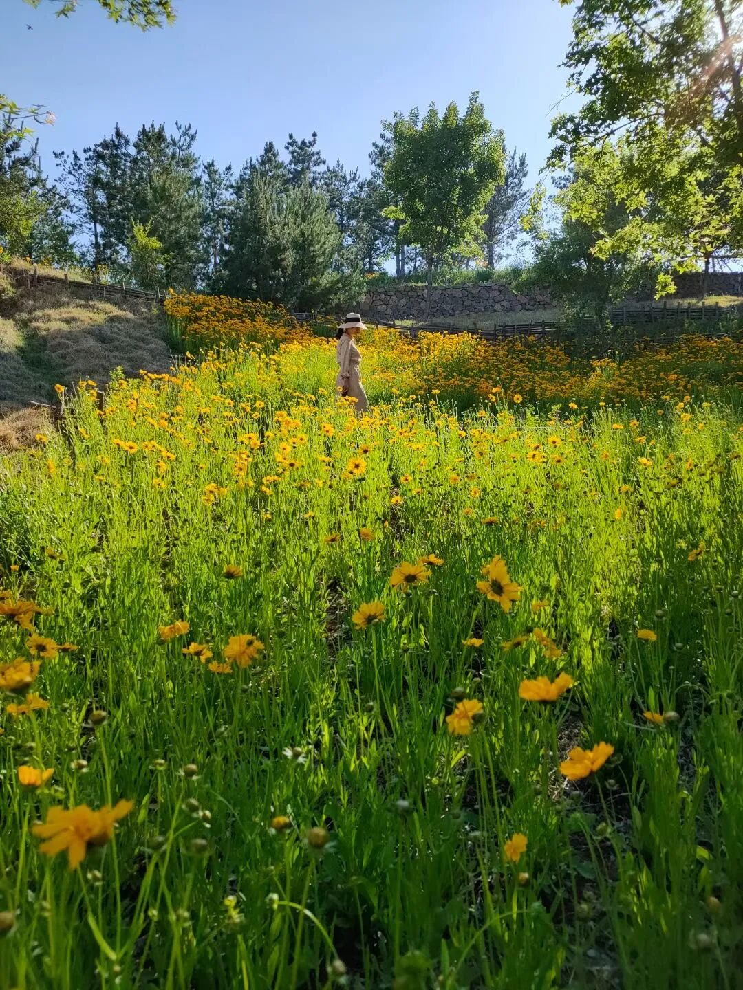 约起临淄这里有一大片花海美呆了