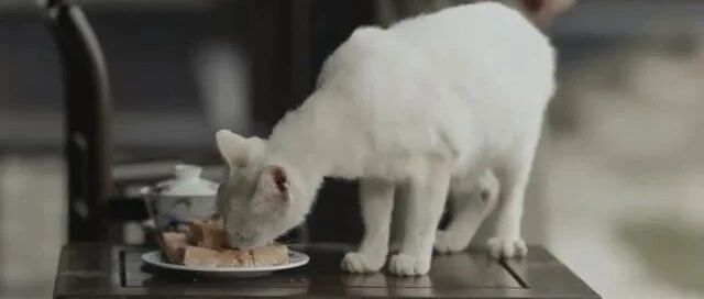 热议 | 热播剧《当家主母》虐杀猫咪？剧组发文力证清白，网友却不买账