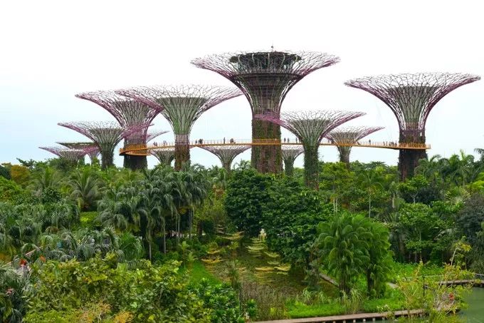 2024年新加坡｜滨海湾花园攻略，必去景点、路线安排大公开！
