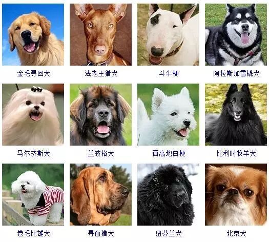 蝴蝶犬图片幼犬多少钱_蝴蝶犬图片大全大图_蝴蝶犬图片
