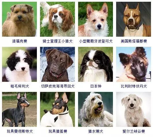蝴蝶犬图片大全大图_蝴蝶犬图片幼犬多少钱_蝴蝶犬图片