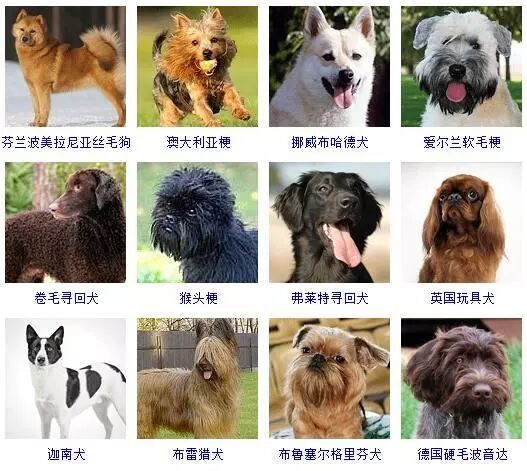 蝴蝶犬图片幼犬多少钱_蝴蝶犬图片大全大图_蝴蝶犬图片