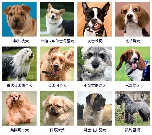 蝴蝶犬图片_蝴蝶犬图片幼犬多少钱_蝴蝶犬图片大全大图