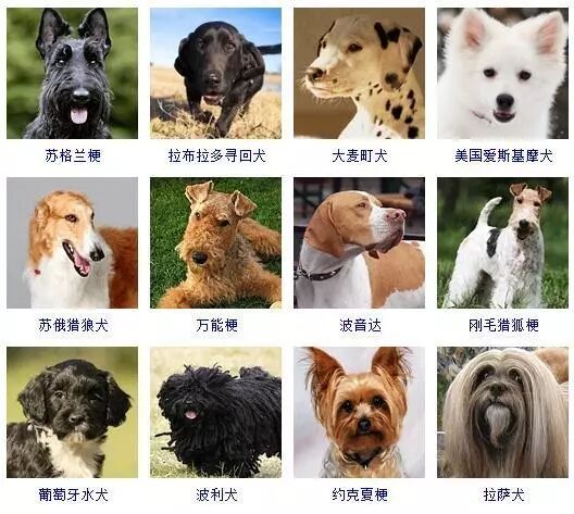 蝴蝶犬图片大全大图_蝴蝶犬图片幼犬多少钱_蝴蝶犬图片