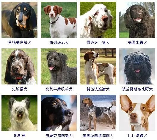 蝴蝶犬图片大全大图_蝴蝶犬图片_蝴蝶犬图片幼犬多少钱