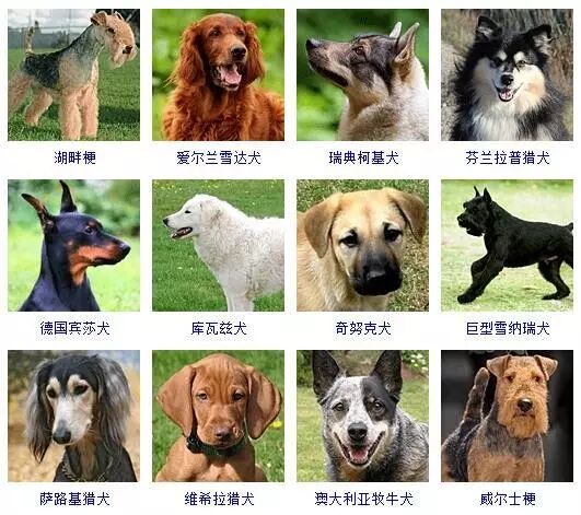 蝴蝶犬图片幼犬多少钱_蝴蝶犬图片_蝴蝶犬图片大全大图