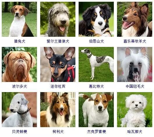 蝴蝶犬图片_蝴蝶犬图片幼犬多少钱_蝴蝶犬图片大全大图
