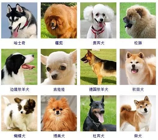蝴蝶犬图片 宠物狗品种图片大全