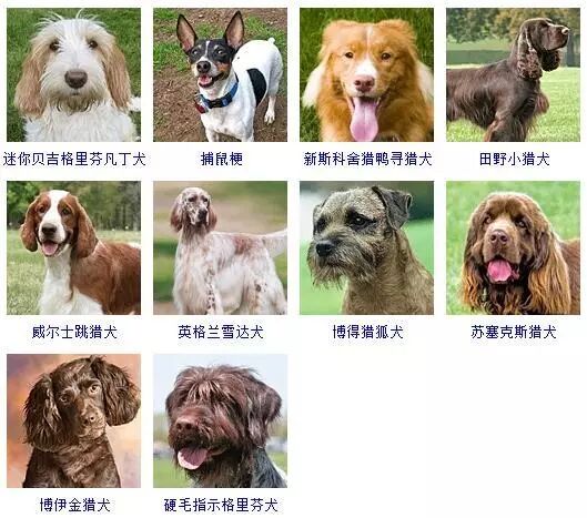 蝴蝶犬图片大全大图_蝴蝶犬图片_蝴蝶犬图片幼犬多少钱
