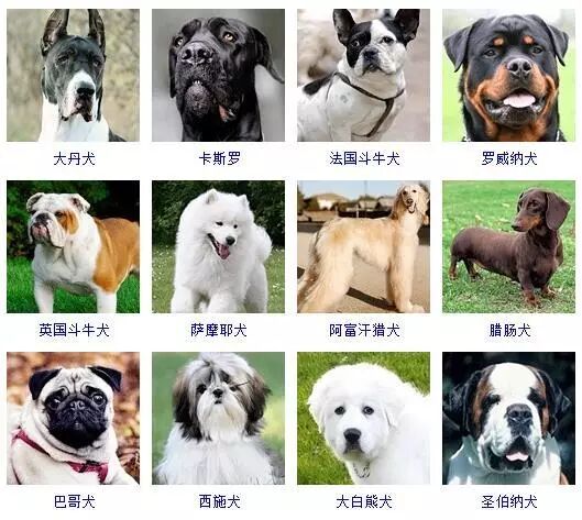 蝴蝶犬图片大全大图_蝴蝶犬图片幼犬多少钱_蝴蝶犬图片
