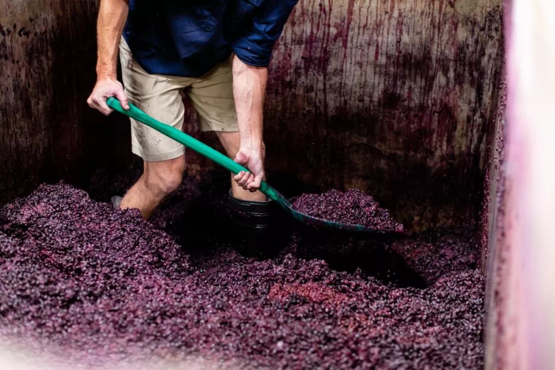 2019年澳大利亚酿酒葡萄收获超过预计产量