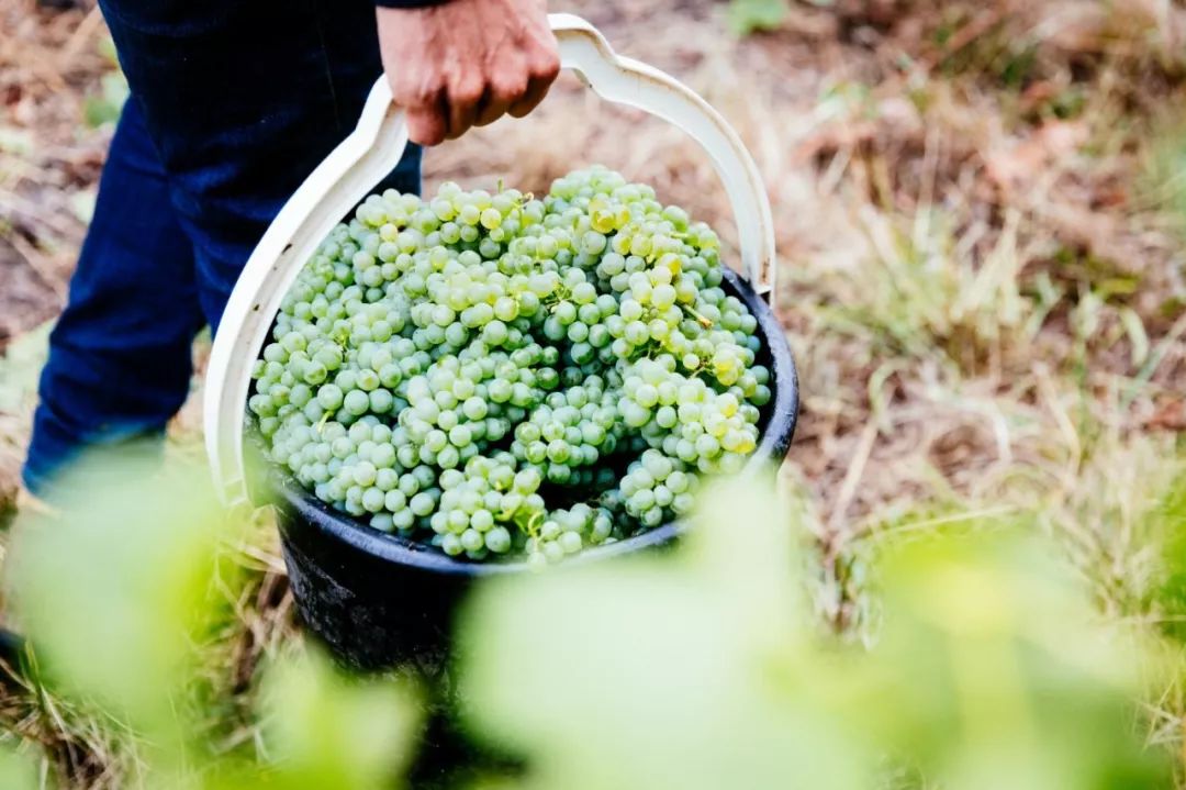 2019年澳大利亚酿酒葡萄收获超过预计产量