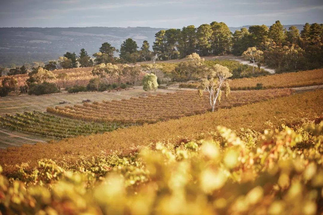 一起来探索澳大利亚七大优质葡萄酒产区！