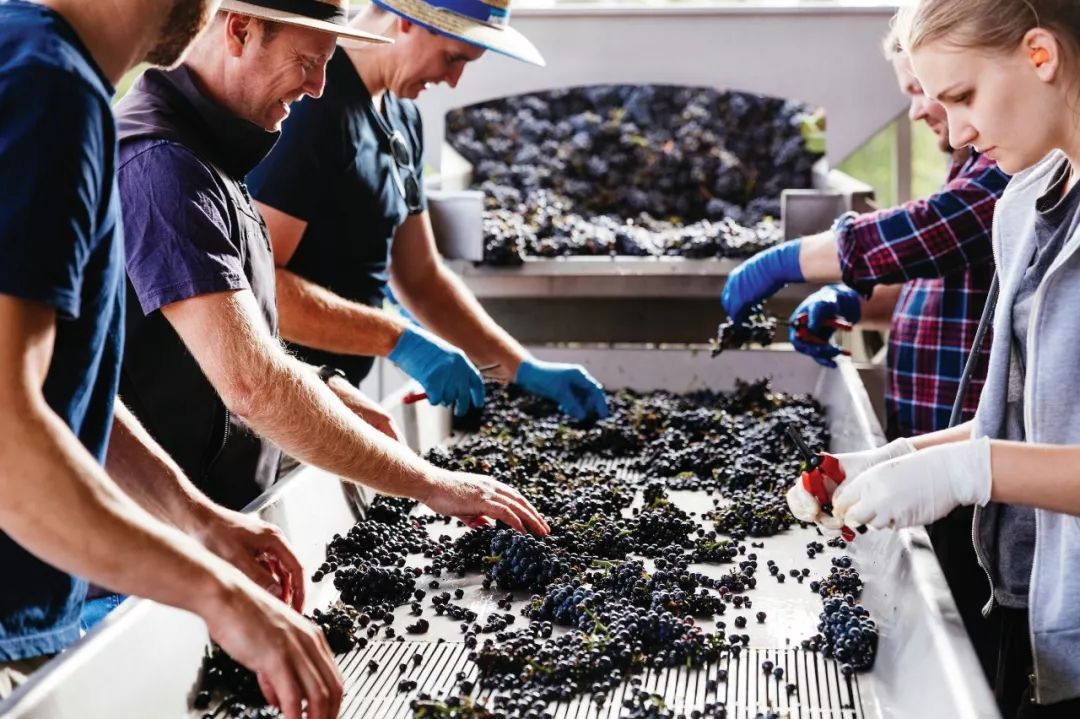 2018年澳洲葡萄收获报告发布，葡萄收购价格持续攀升