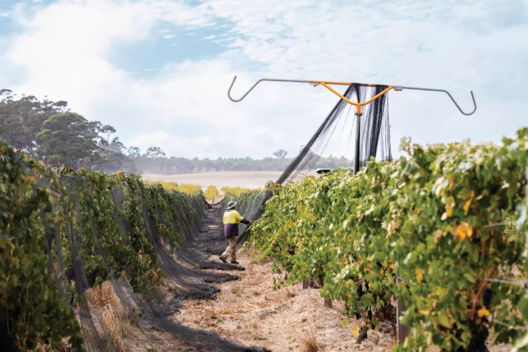 2018/19年度澳大利亚葡萄酒业内专家名单公布！