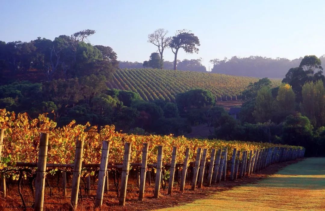 一起来探索澳大利亚七大优质葡萄酒产区！