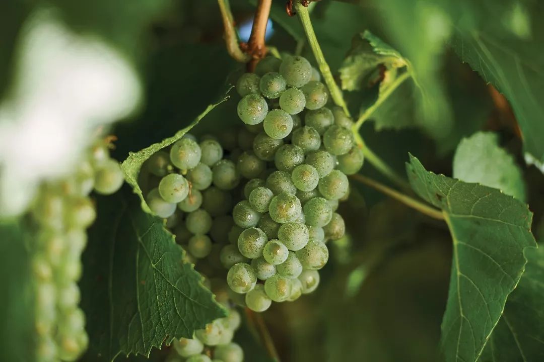 最全｜盘点澳大利亚经典白葡萄品种