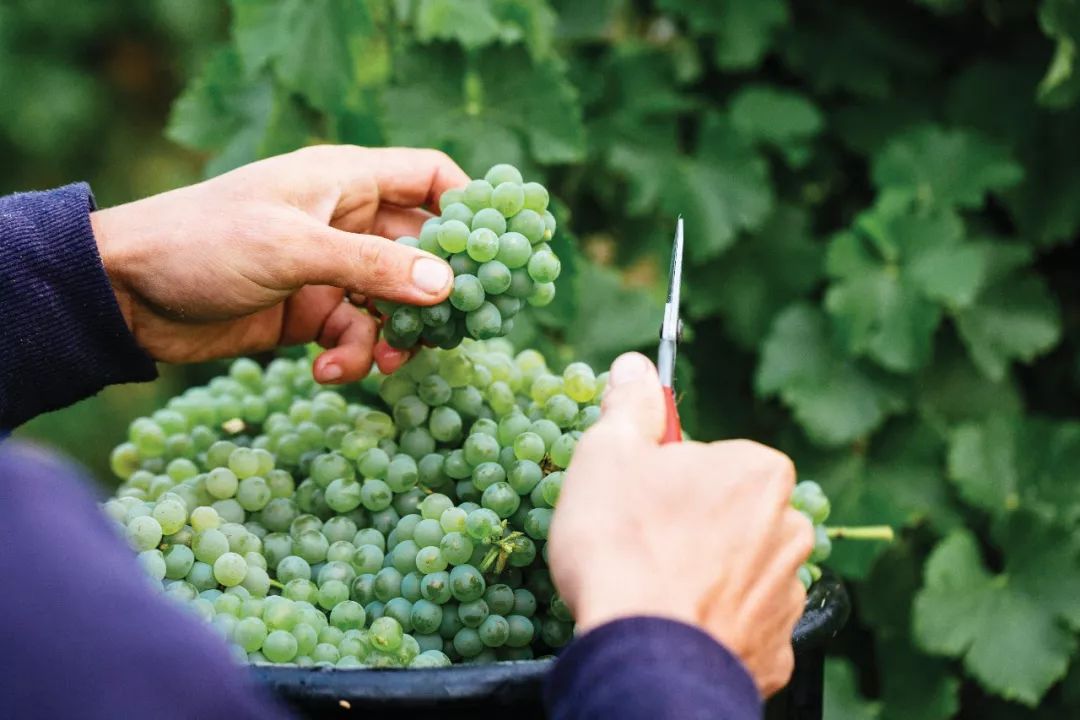 最全｜盘点澳大利亚经典白葡萄品种