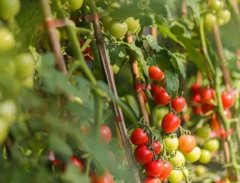 这项国家级荣誉，全省唯一的获得者是咱宜兴人！