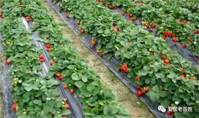 草莓种植：现代水果草莓的种植技术管理及病虫