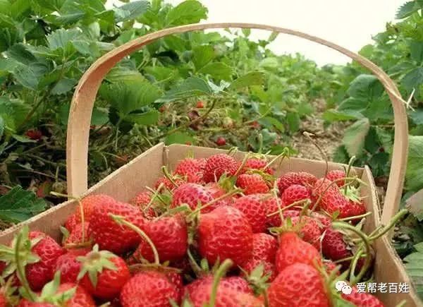 草莓种植：现代水果草莓的种植技术管理及病虫