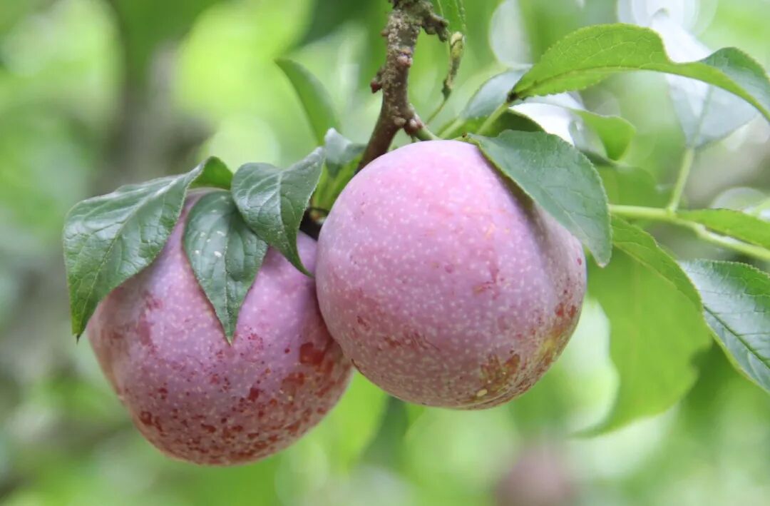 【全国包邮 | 广东钱排银妃三华李】29.