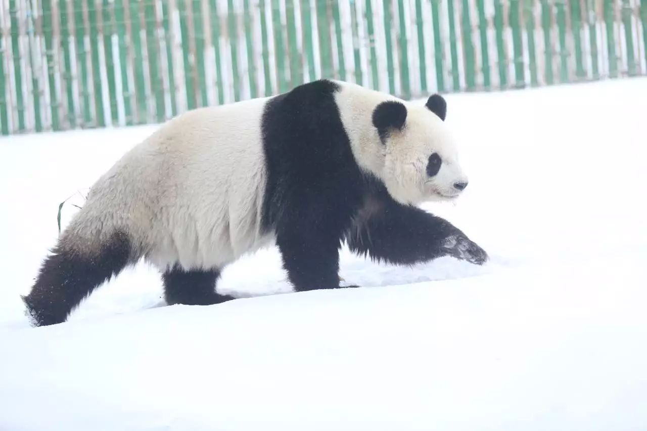 【組圖】國寶熊貓耍活寶 雪上撒歡翻跟頭