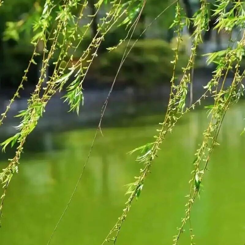 【青春语文·海燕专栏】讲课时学生偷笑，我该停下来批评他吗？