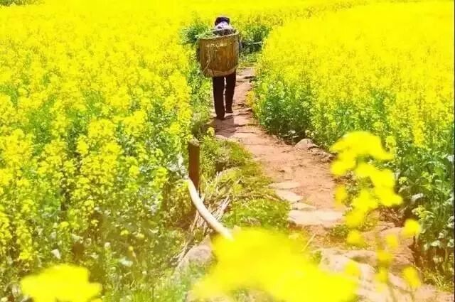 不喜歡出國？那就來看看2月份國內有哪些地方好玩！ 旅遊 第13張