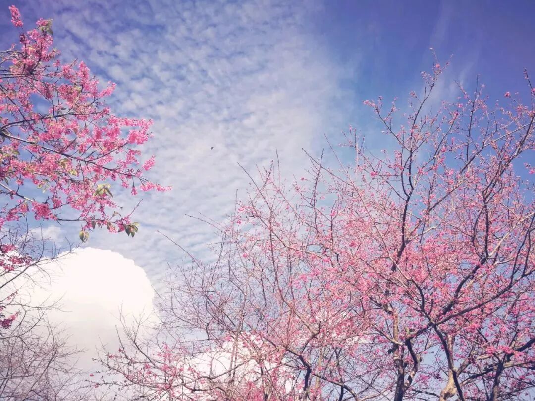 不喜歡出國？那就來看看2月份國內有哪些地方好玩！ 旅遊 第5張