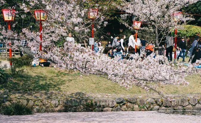 想看樱花的抓紧了 日本最浪漫 樱花季 马上就到了 一帮一游 微信公众号文章阅读 Wemp