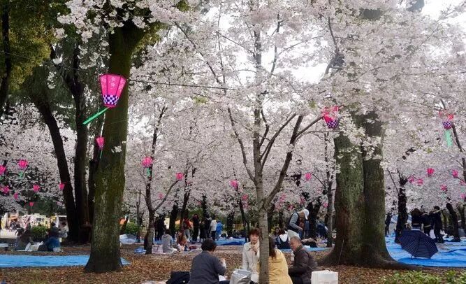 想看樱花的抓紧了 日本最浪漫 樱花季 马上就到了 一帮一游 微信公众号文章阅读 Wemp