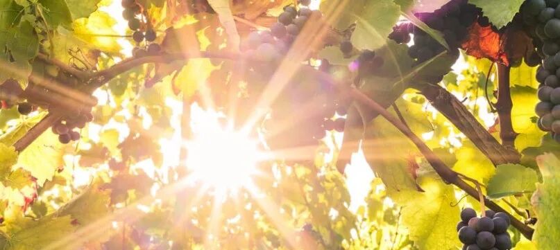 全球气候变暖对葡萄酒世界的影响！